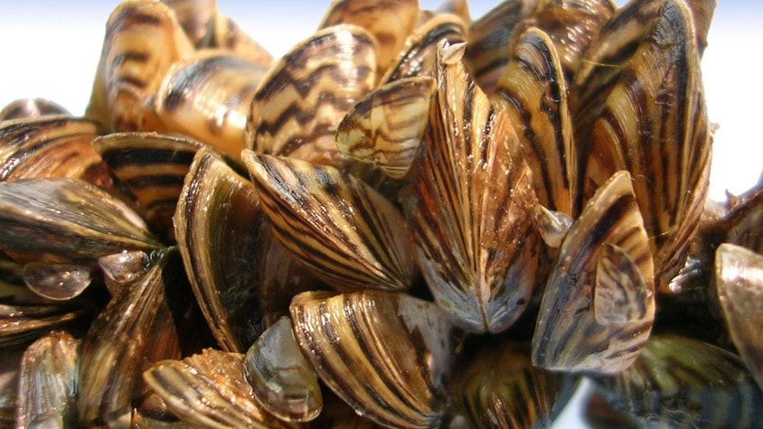 Moules zébrées