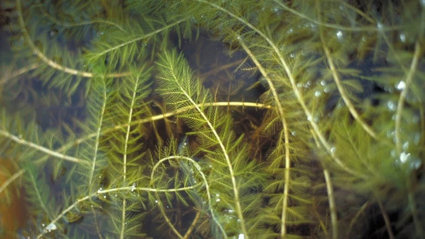 Myriophylle à épis